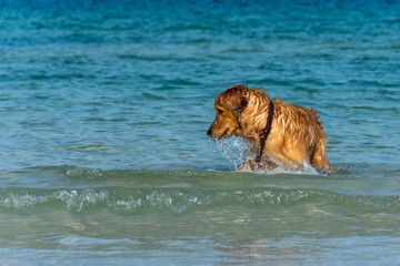 A Golden Retriever dog playing fetch in the sea.