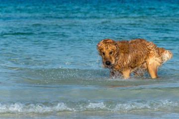 A Golden Retriever dog playing fetch in the sea.