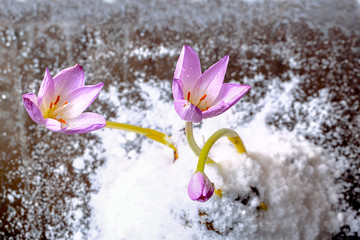 first spring flowers in the snow