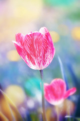 Fresh close up spring pink red flower tulip with smooth colorful background, soft focus - 141592221