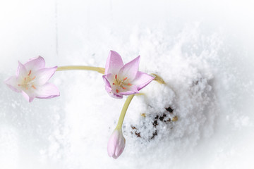 Obraz na płótnie Canvas first spring flowers in the snow