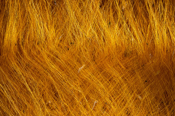 Scroll silk raw, unprocessed silk yarn from yellow cocoons of the silk worm