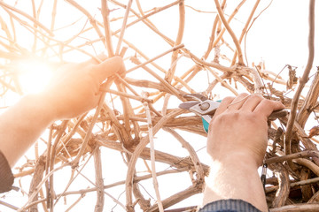 Gardener hand cut branch with bypass secateurs. Sun. Close up