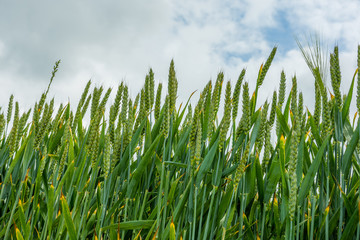 Field of Fresh Green Corn