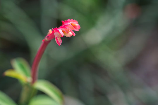 macro detail of pink tropical flower (monadenium coccineum)