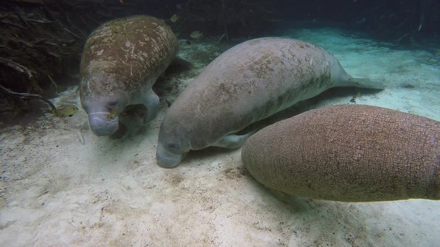 Endangered Florida Manatees (Trichechus manatus latirostris) play and swim in Three Sister's Springs (Crystal River, Florida, USA). Warm spring provides refuge from hypothermia in winter months.