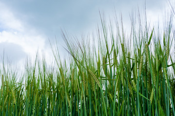 Close up of young corn growing in a field.