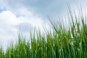 Close up of young corn growing in a field.