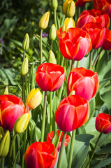 Basel, Tulpen, Tulpenfeld, Frühlingsblumen, Zwiebelblumen, rote Tulpe, Blumenfeld, Frühling, Gartenarbeit, Garten, Schweiz