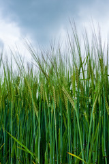 Close up of young corn growing in a field.