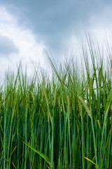 Close up of young corn growing in a field.