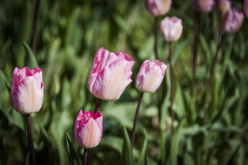 Tulpe, Tulpen, Basel, Tulpenfeld, Blumenfeld, Frühling, Frühlingsblume, Zwiebelblume, Gartenarbeit, Frühlingsspaziergang, Schweiz