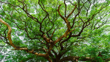 Branches of The Hundred Years Giant Samanea or Albizia saman in Kanchanaburi, Thailand