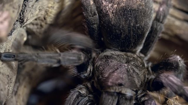 Macro of tarantula spider crawling on wooden snag