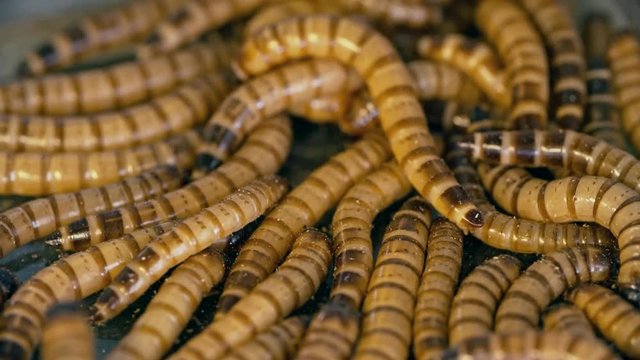 Macro of large group of zophobas morio worms crawling