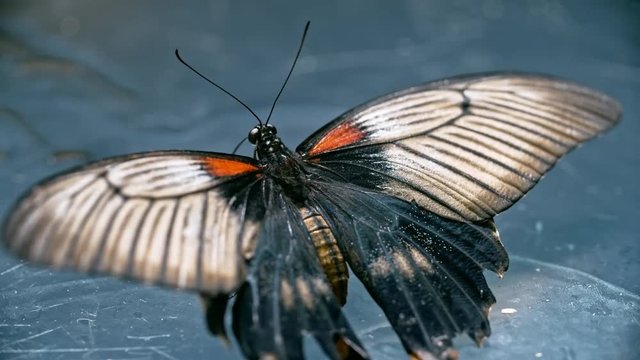 High angle macro of Papilio lowi (Papilio lowii) butterfly sitting on glass and flapping its beautiful wings