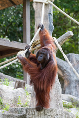 Orangutan