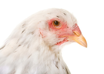 brahma chicken in studio