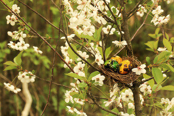 Nest with Easter eggs on a flowering cherry tree very soft selective focus