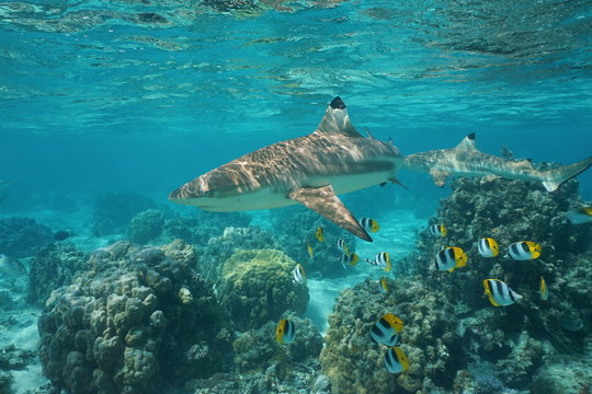 Blacktip reef shark with tropical fish Pacific double-saddle butterflyfish and lobe corals underwater in a lagoon, Pacific ocean, French Polynesia
