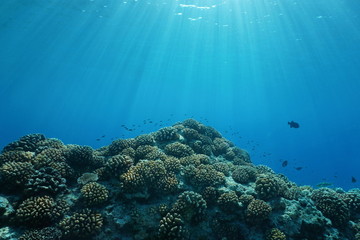 Pacific ocean sunlight underwater with corals and fish, natural scene on the outer reef of Huahine island, French Polynesia
