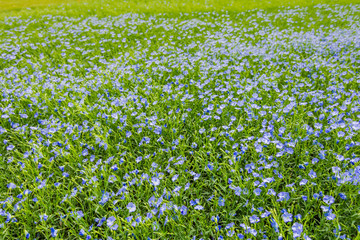 Fototapeta premium A sown field of growing small purple flowers