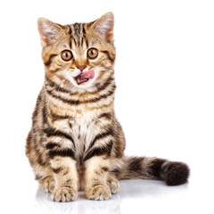 Scottish kitten sitting with open mouth