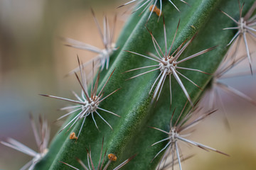macro detail of a mexican desert cactus with white thorns