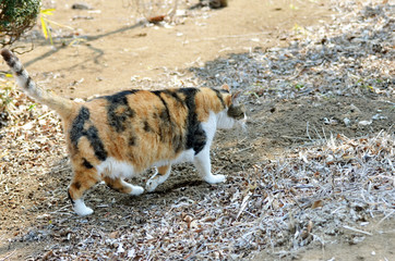 庭でくつろぐ猫