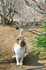 庭でくつろぐ猫