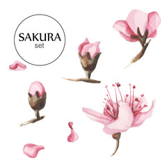 Hand drawn watercolor flowers of sakura set.