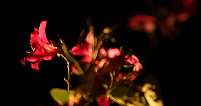 Micro shot of the Flowers