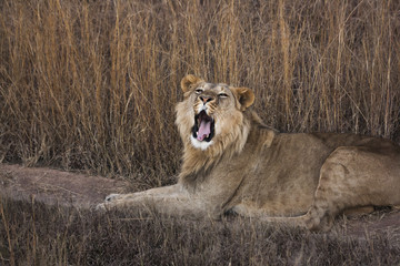 Fototapeta na wymiar Lion pride 