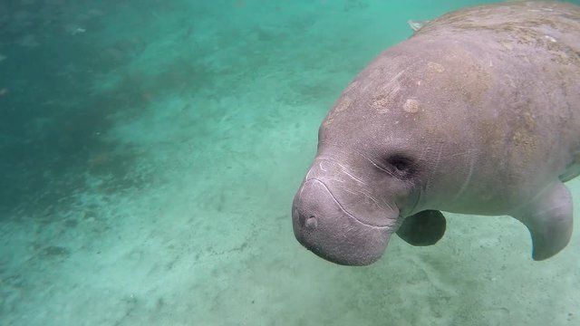 Endangered Florida Manatee (Trichechus manatus latirostris) swims past camera in Three Sister's Springs (Crystal River, Florida, USA). Warm spring provides refuge from hypothermia in winter months.