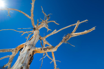 Dried tree burned from erupting Mount Etna