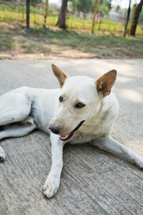 Obraz premium lonely dog