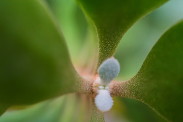 macro detail of a tropical plant with green leafs between light and shadow