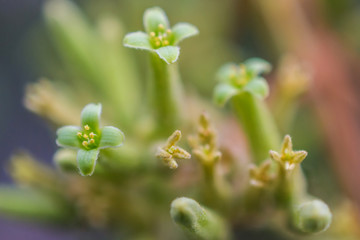 macro detail of a south american cactus plant with yellow little flowers in a greenhouse