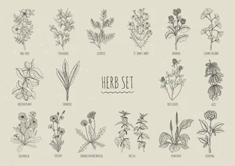 Fotobehang Set of herbs. Collection hand drawn medical, botanical and healing isolated plants. Contour © Good Studio