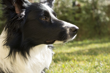 A Close up of the muzzle of a border collie