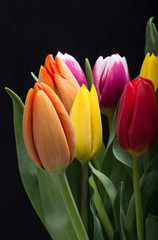 Naklejka premium colorful bouquet of fresh spring tulip flowers