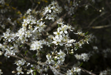Aubépine