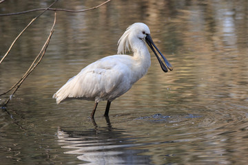 spatola bianca (Platalea leucorodia)
