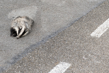 TEJÓN ATROPELLADO POR UN COCHE EN LA CARRETERA © marcantabrico