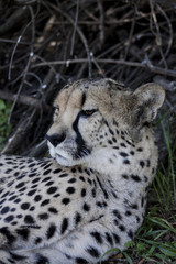 Cheetah in africa