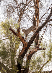 Cheetah in africa