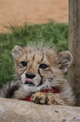 Plakat Cheetah in africa