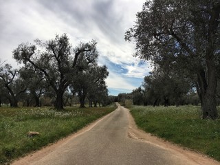Fototapeta premium Parco Paduli