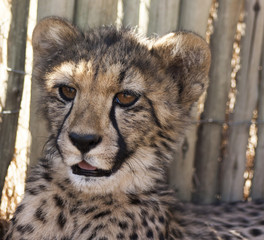 Cheetah in africa