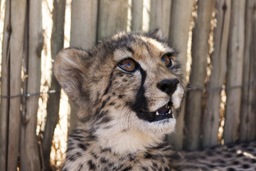 Cheetah in africa